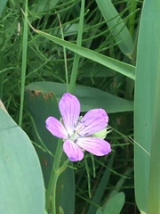Geranium collinum