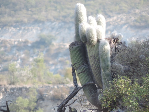 Cephalocereus senilis