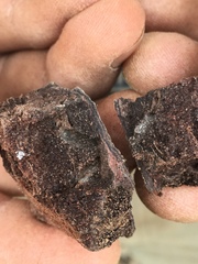 Agrilus auroguttatus