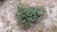 Mirabilis multiflora pubescens