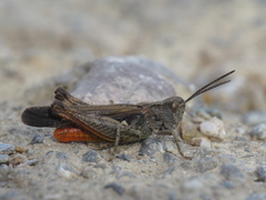 Omocestus raymondi