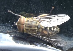 Tabanus autumnalis