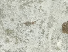 Entomobrya atrocincta