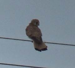 Falco tinnunculus
