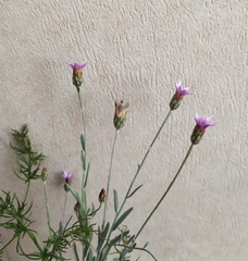 Xeranthemum cylindraceum