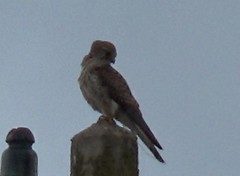 Falco tinnunculus