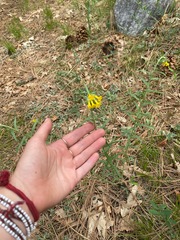 Lithospermum multiflorum