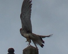 Falco tinnunculus