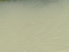 Actinopterygii