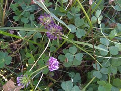Trifolium burchellianum