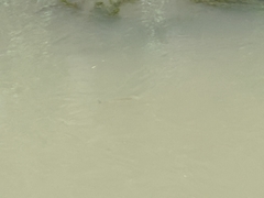 Actinopterygii