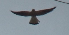 Falco tinnunculus