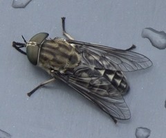 Tabanus autumnalis