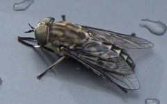 Tabanus autumnalis