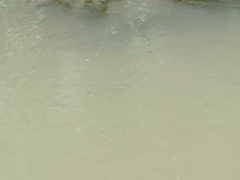 Actinopterygii