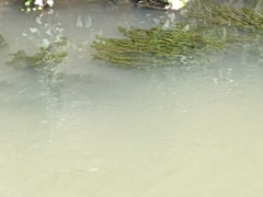 Actinopterygii