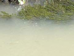 Actinopterygii