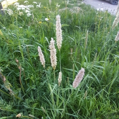 Alopecurus pratensis