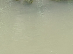 Actinopterygii