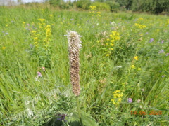 Plantago maxima