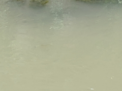 Actinopterygii