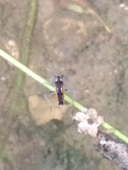 Plesiovelia