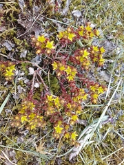 Sedum annuum