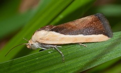 Ponometia exigua