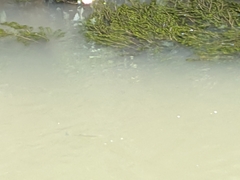 Actinopterygii