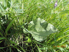 Plantago maxima