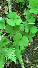 Sanguinaria canadensis