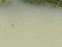 Actinopterygii