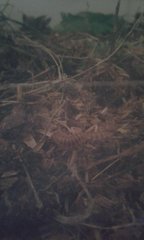 Apheloriini