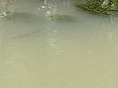 Actinopterygii