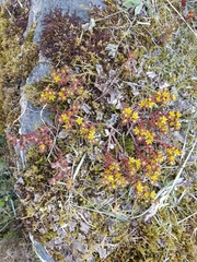 Sedum annuum