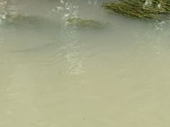 Actinopterygii