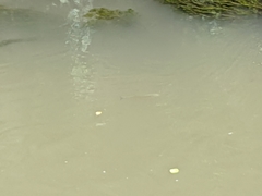 Actinopterygii