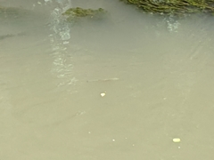 Actinopterygii