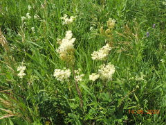 Filipendula stepposa