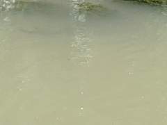 Actinopterygii