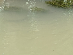 Actinopterygii