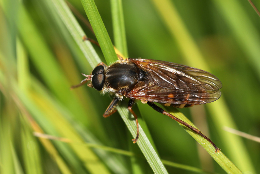 Awl Flies