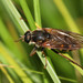 Awl-Flies - Photo (c) Martin Grimm, some rights reserved (CC BY-NC), uploaded by Martin Grimm