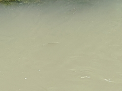 Actinopterygii
