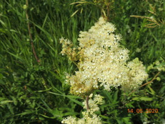 Filipendula stepposa