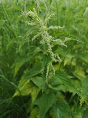 Urtica dioica