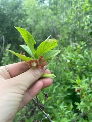 Lonicera involucrata