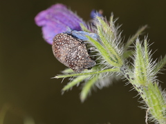 Psacasta exanthematica