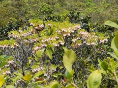 Enkianthus