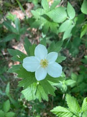 Anemonastrum canadense